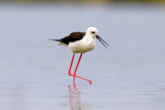 Muthurajawela Bird Watching Boat Tour - Authentic Encounters and Hidden Gems