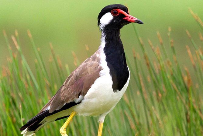 Muthurajawela Bird Watching Boat Tour - The Sum Up