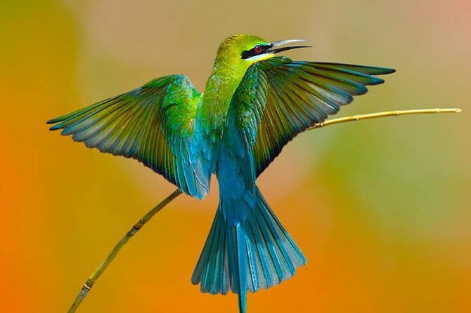 Muthurajawela Bird Watching Tour From Colombo & Negombo - Exploring Muthurajawela: A Closer Look
