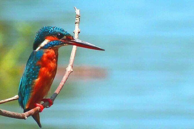 Muthurajawela Bird Watching Tour from Negombo / Colombo - FAQ