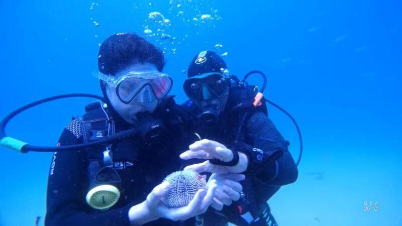 My first scuba dive in the Ocean from Madeira - Key Points
