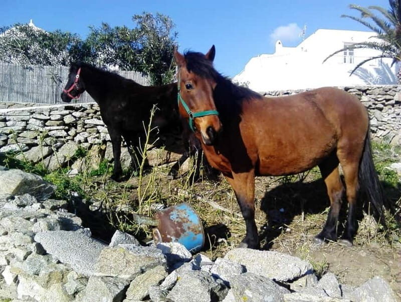 Mykonos Family Jeep Adventure: Farm, Winery and Beach Fun - Practical Considerations