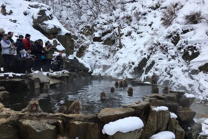 Myoko and Madarao Day Tour Snow Monkeys, Zenkoji and Sake - An In-Depth Look at the Tour Experience