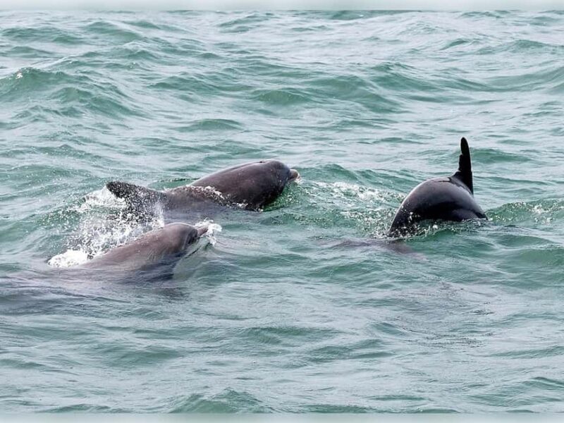 Myrtle Beach: Dolphin Cruise on the Sea Screamer - An In-Depth Look at the Myrtle Beach Dolphin Cruise