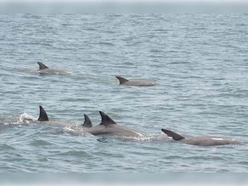 Myrtle Beach: Dolphin Cruise on the Sea Screamer - Frequently Asked Questions