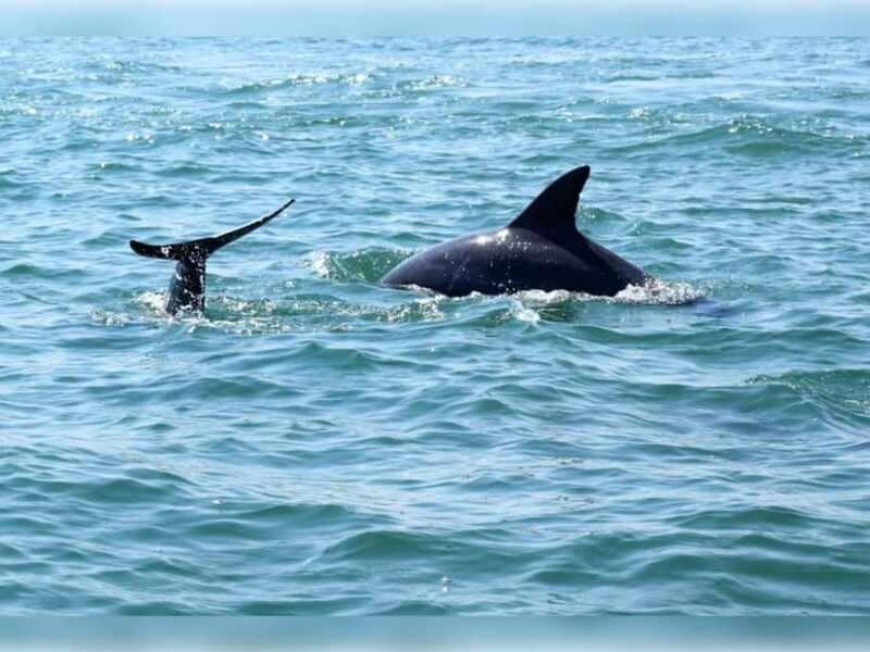 Myrtle Beach: Dolphin Cruise on the Sea Thunder - Scenic Coastline and the Final High-Speed Ride