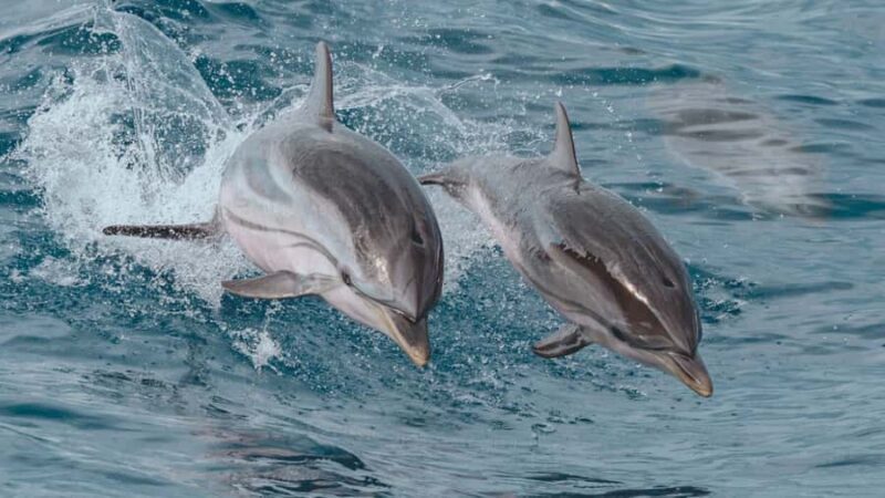 Myrtle Beach: Dolphin & Sealife Cruise, Great For All Ages! - An In-Depth Look at the Myrtle Beach Dolphin & Sealife Cruise