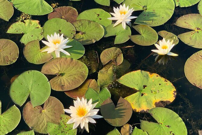 Mystical Private Kayak and Canoe Tours on Caddo Lake - The Itinerary in Detail: What to Expect
