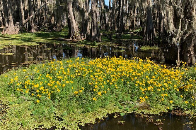 Mystical Private Kayak and Canoe Tours on Caddo Lake - The Sum Up