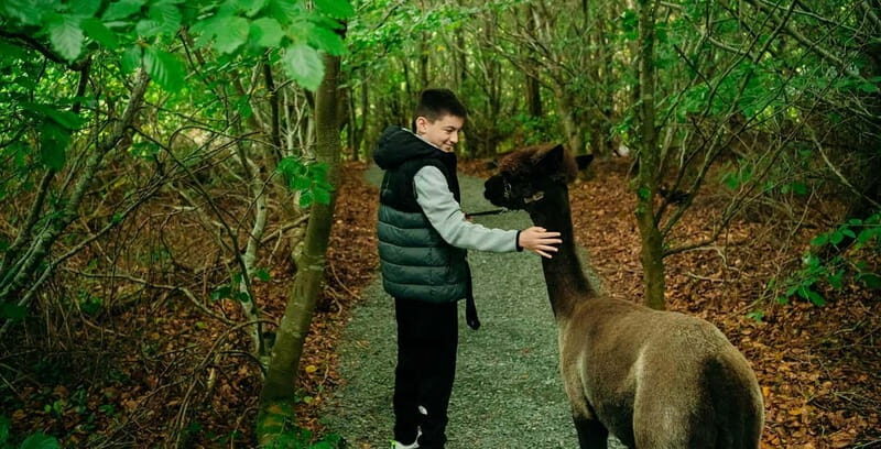 N. Ireland: Award Winning Guided Scenic Alpaca Trekking - An Honest Look at the Scenic Alpaca Trekking Experience