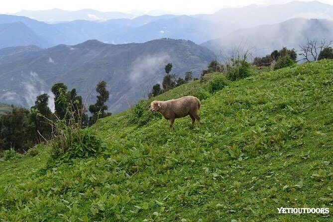 Naag Tibba Trek - Practical Details and What You Need to Know