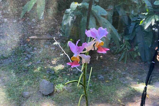 Nadi Fiji Historical Half Day Tour - Authentic Experiences That Make a Difference