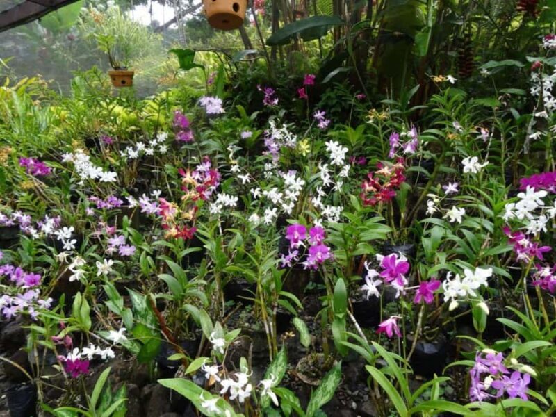 Nadi: Garden Village Hot Spring & Temple Highlights Tour - Discover Nadi’s Hidden Gems on a Full-Day Tour