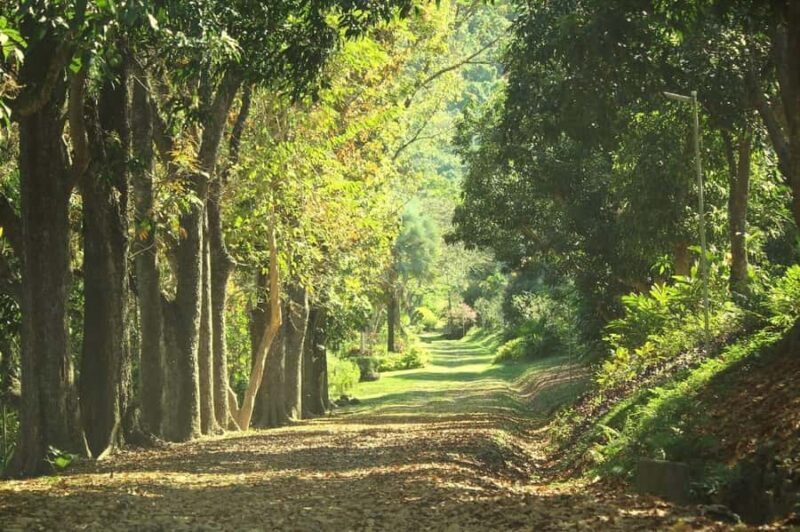 NADI-SABETO: Exquisite Orchid Garden with Hotspring Mudpool - Practical Tips for Participants