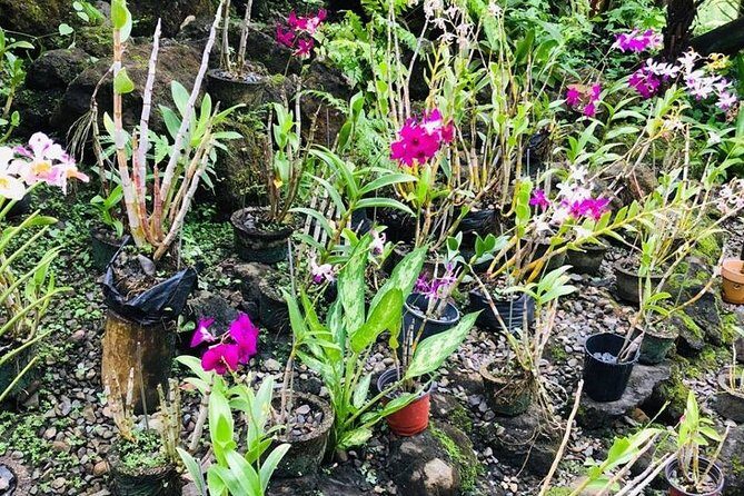 Nadi Sightseeing & Mud Pool Tour - FAQ