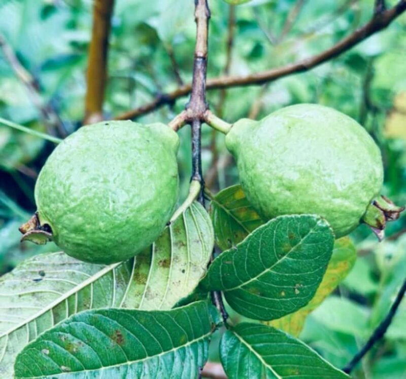 Nadi: Waterfall Tour Adventure with Refreshments and Lunch - The Sum Up