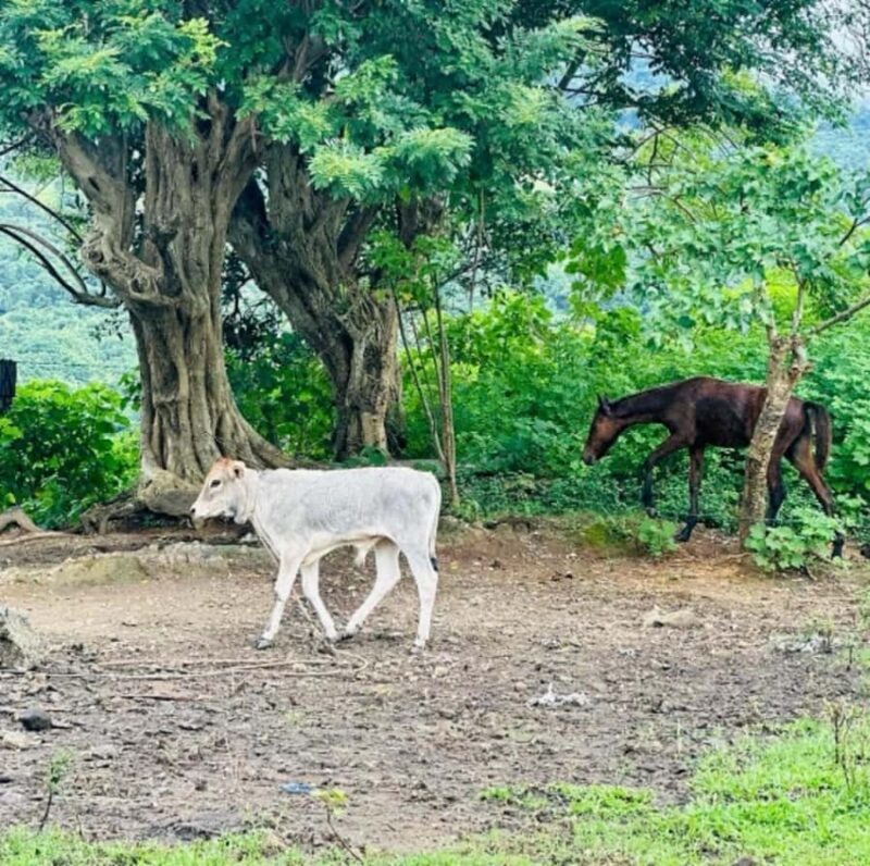 Nadi: Waterfall Tour Adventure with Refreshments and Lunch - FAQ