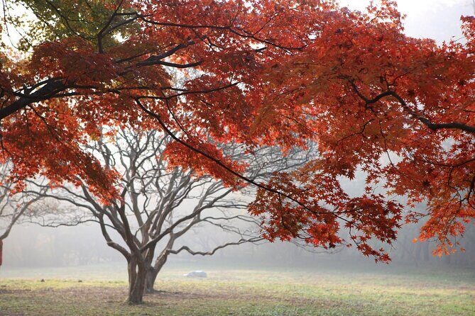 Naejangsan Fall Foliage Tour from Busan with Seoul Drop-off - Transportation and Logistics: Making It Smooth