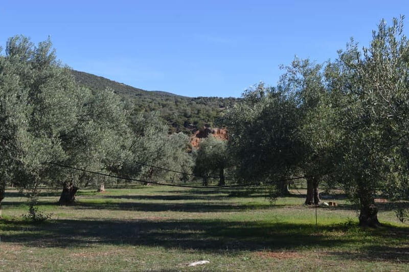 Nafplio: Olive Oil Estate Tour and Tasting - The Experience in Detail