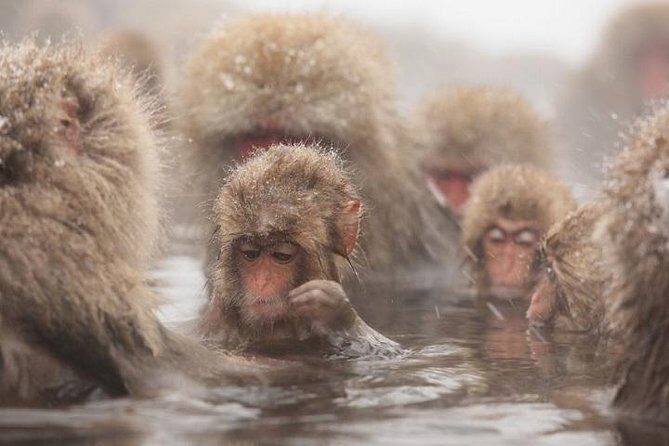 Nagano Snow Monkey 1 Day Tour with Beef Sukiyaki Lunch from Tokyo - Overview of the Tour Experience