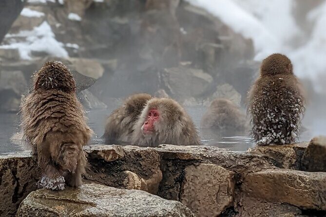 Nagano Snow Monkey 1 Day Tour with Beef Sukiyaki Lunch from Tokyo - Seasonality and Practical Tips