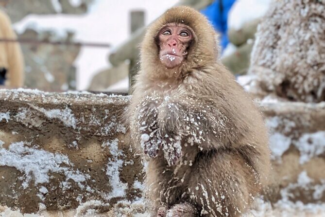 Nagano Snow Monkey 1 Day Tour with Beef Sukiyaki Lunch from Tokyo - Who Should Consider This Tour?