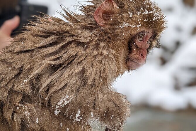 Nagano Snow Monkey 1 Day Tour with Beef Sukiyaki Lunch from Tokyo - FAQ