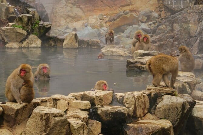 Naganos Snow Monkeys and Sake Tasting Day Tour - Who Is This Tour Best For?