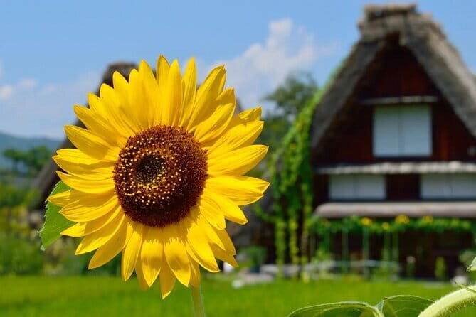 Nagoya: all-inclusive car tour to Korankei valley - Is This Tour Worth the Price?