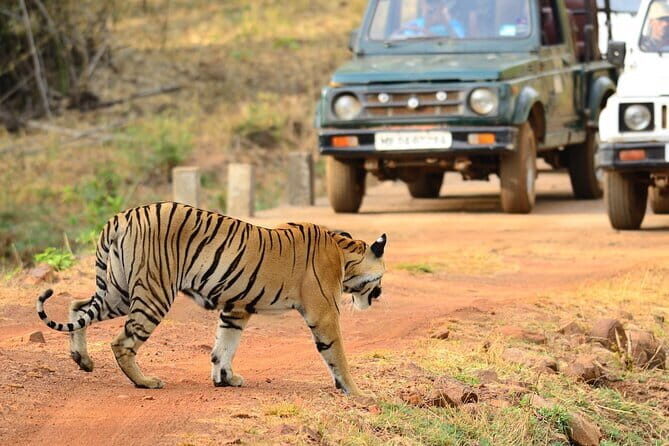 Nagpur to Aurangabad via Melghat Tiger Reserve & Akola - Final Thoughts