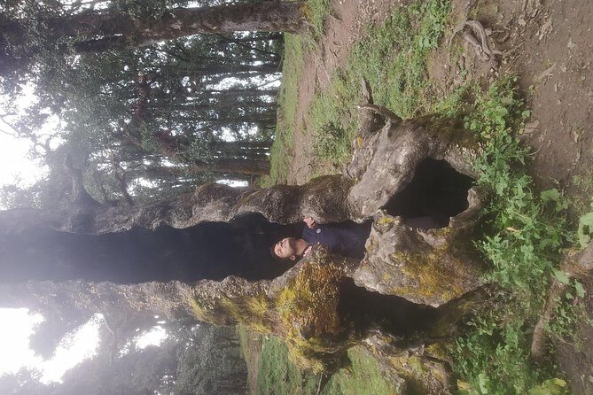 Nagtibba Trek (Pantwari to Pantwari) - Duration & Timing