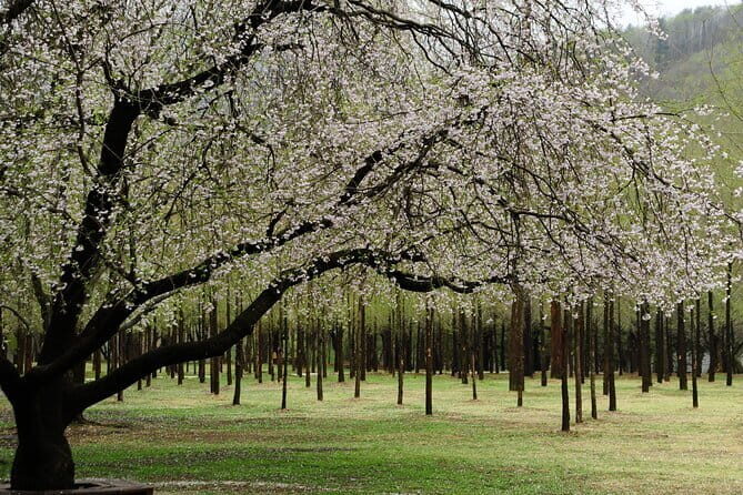 Nami Island, Garden of Morning Calm Tour with Rail Bike Option - The Long Journey Back