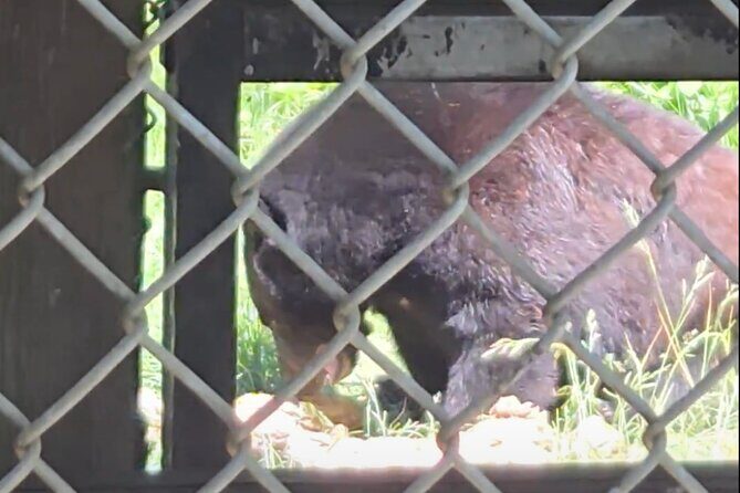 Nanaimo: Cathedral Grove, Waterfalls and Animal Sanctuary - An In-Depth Look at the Experience