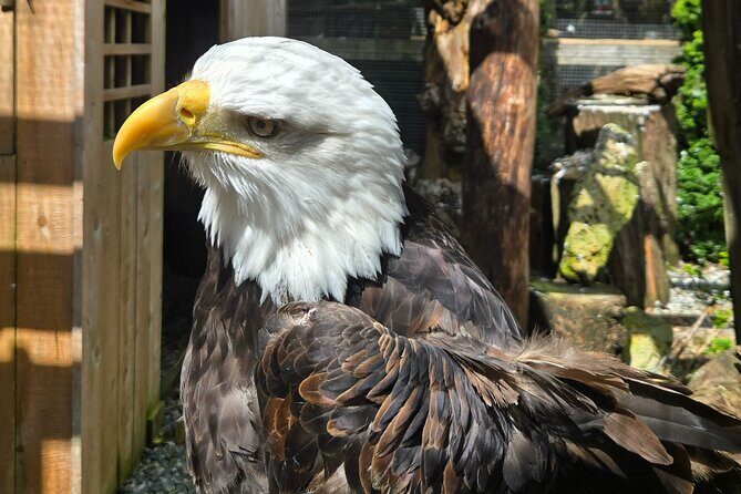 Nanaimo: Cathedral Grove, Waterfalls and Animal Sanctuary - FAQs