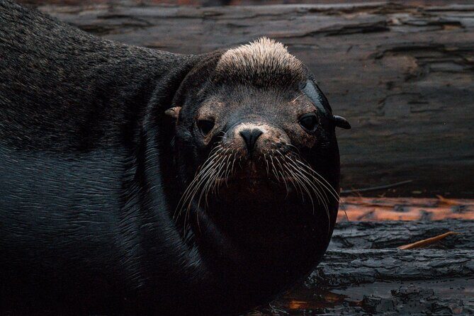 Nanaimo Private Whale Watching - Analyzing the Experience: What You Can Expect