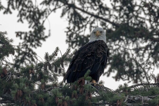 Nanaimo Private Whale Watching - Final Thoughts