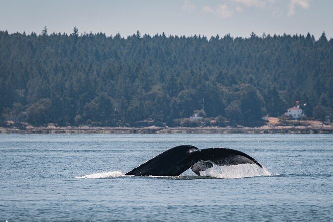 Nanaimo Whale Watching in a Semi-Covered Boat - Introduction: What to Expect from Nanaimo’s Whale-Watching Tour