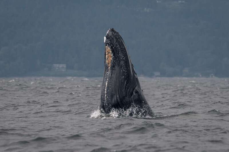Nanaimo: Whale Watching Semi-Covered Boat Tour - Who Will Love This Tour?
