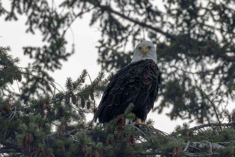 Nanaimo: Whale Watching Semi-Covered Boat Tour - Final Thoughts