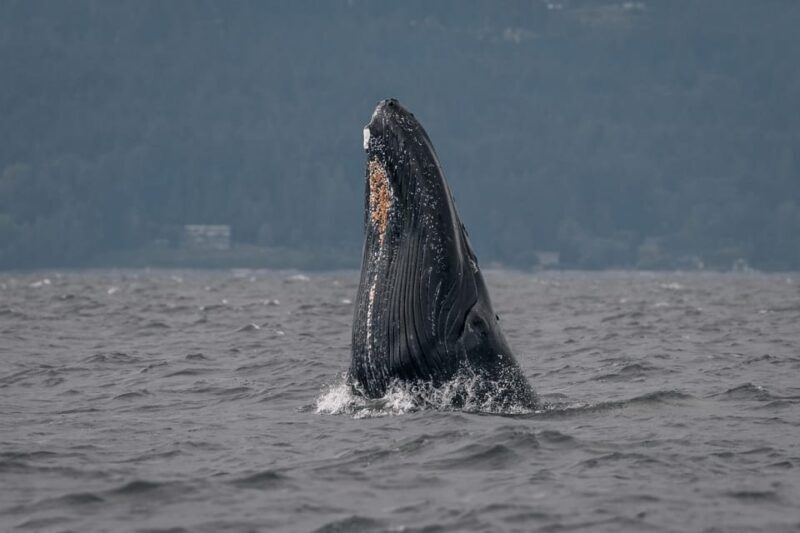 Nanaimo: Whale Watching Semi-Covered Boat Tour - FAQ