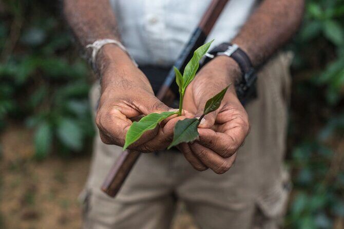 Nandana Tea Walking Tour in Sri Lanka - Experiencing the Nandana Tea Walking Tour in Sri Lanka