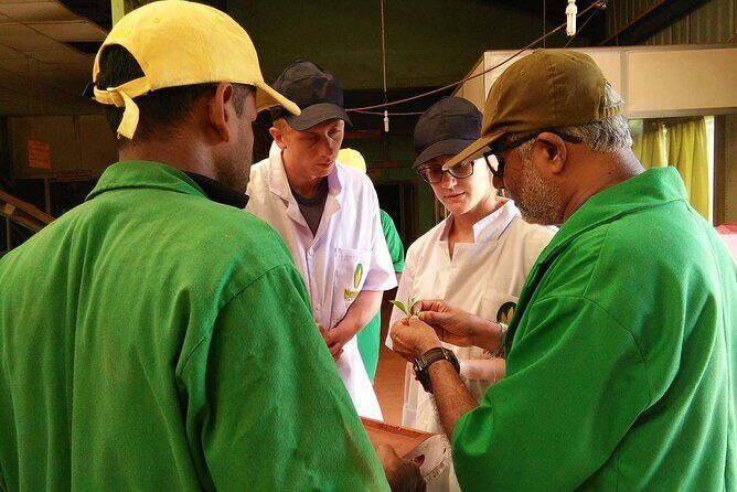 Nandana Tea Walking Tour in Sri Lanka - Who Should Consider This Tour?