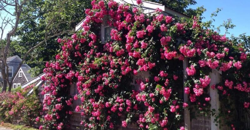 Nantucket: Historical Landmarks Sightseeing Bus Tour - FAQs