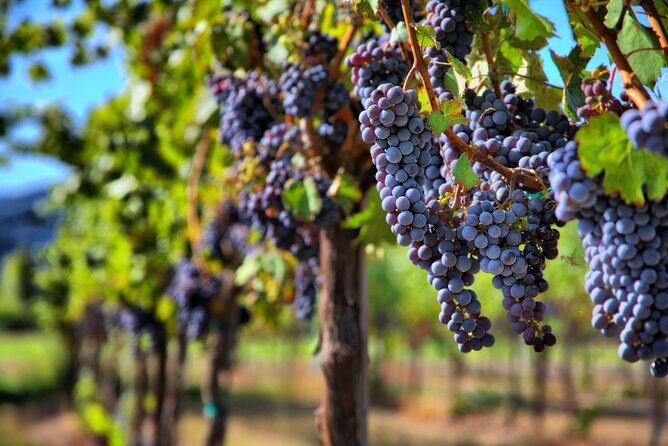 Napa or Sonoma Private Wine Tour from San Francisco - Exploring the Itinerary: What to Expect from This Wine Tour