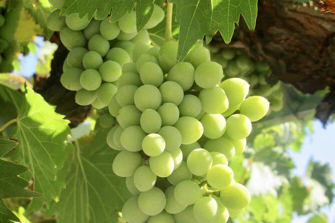 Napa & Sonoma Wine Tour Private Tours 8 to 10 Hours max 14 pax - Who Will Love This Tour?