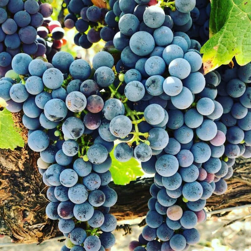 Napa Valley: Apex Limousine Transportation Tour - Key Points