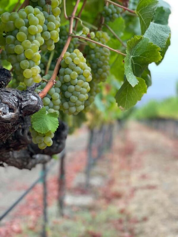 Napa Valley: ATV Vineyard Tour with Wine Tasting - The Guide and Group Size