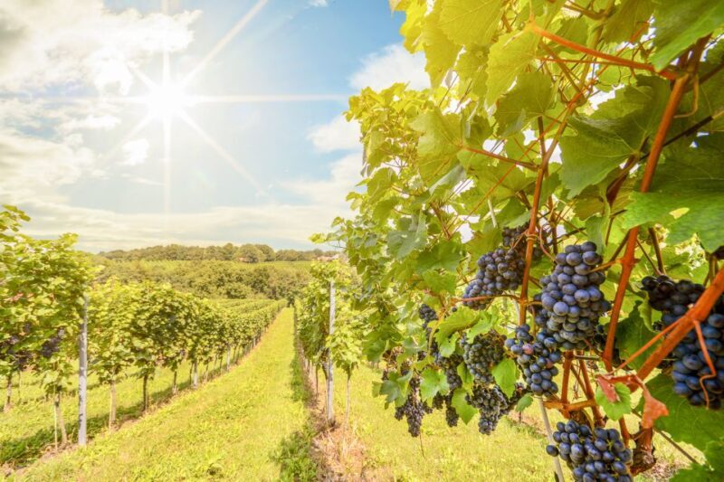 Napa Valley: Guided Wine Tour with Picnic Lunch - What to Expect on the Tour