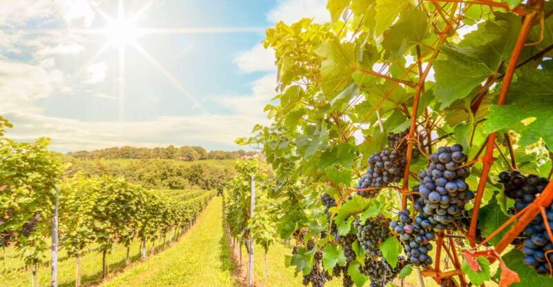 Napa Valley: Guided Wine Tour with Picnic Lunch - Exploring the Napa Valley Guided Wine Tour