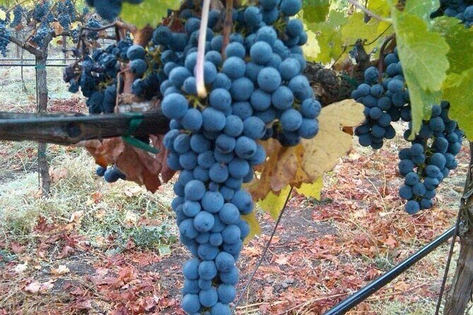 Napa Valley Wine Tour with Premium Transportation - Why Choose This Napa Valley Wine Tour?